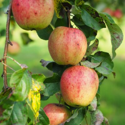 Afbeelding voor keuze nummer 4