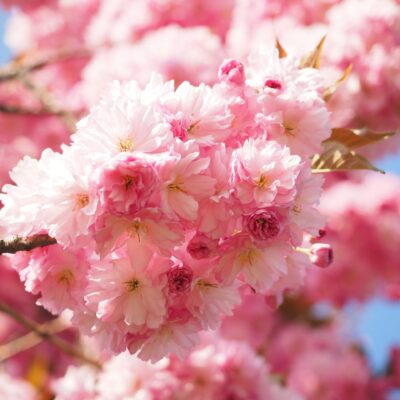 Afbeelding voor keuze nummer 3